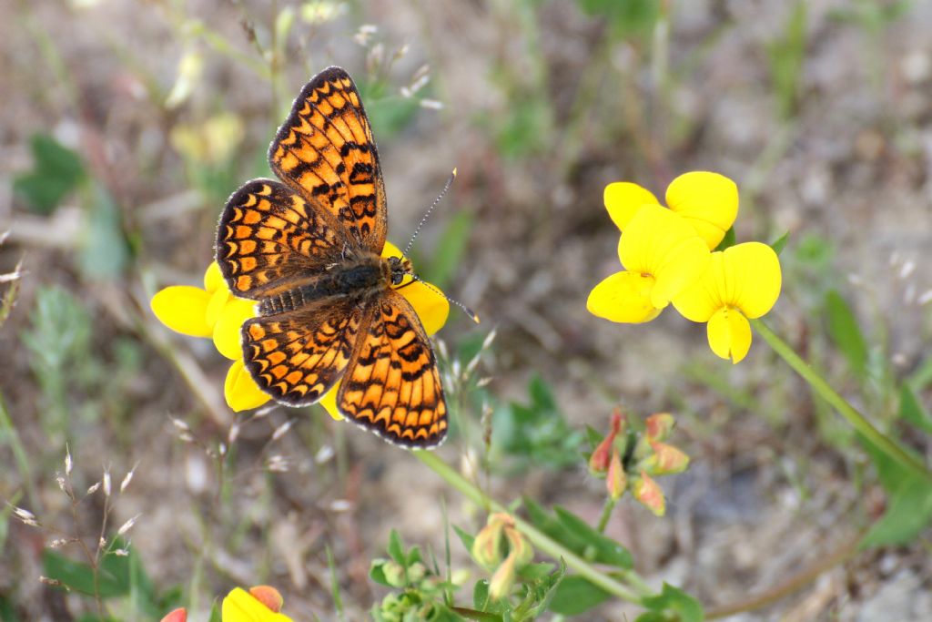 Melitaea phoebe, Nymphalidae